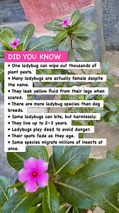 🐞 Ladybug Life Facts#AnimalFacts #BugTrivia #NatureDidYouKnow | Mohammad Shanto
