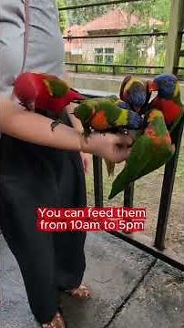 KL Bird Park POV Video