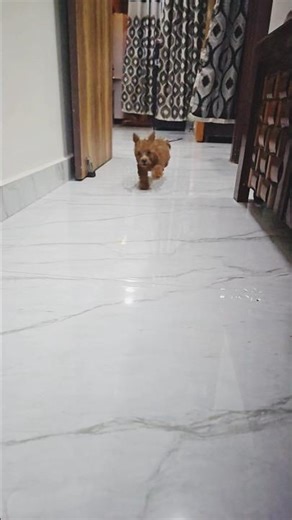 my toy poodle #Shorts #dog #alldog #poodle #short