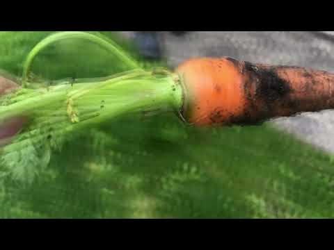 Our First Home Grown Carrot.
