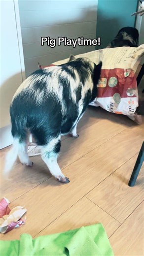 The pleasure of an empty bag! Such fun 🤩🤣 #playtime #paper #pig #pet #fyp