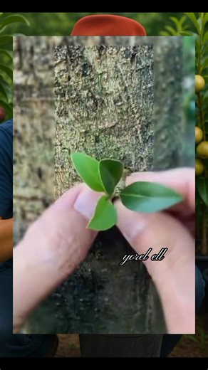 3.2K views · 17 reactions | Patch budding #Grafting #graftingplant #chipbudding #graftingtechnique | Grafting Techniques | Facebook