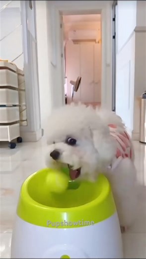 Mochi is playing fetch with her new fetch machine 🤣🤣🤣