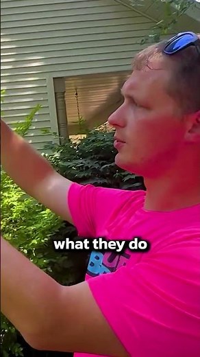 How Professionals Remove Bats Safely