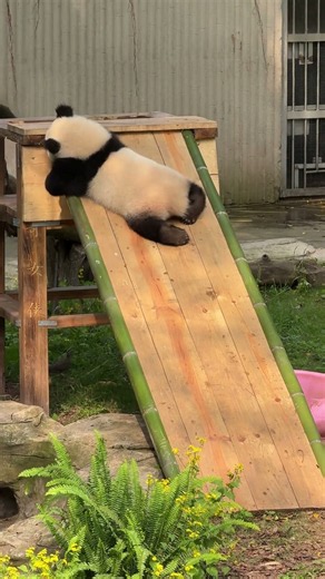 Chengdu Panda Tour: Everything You Need to Know: A Practical Planning Guide