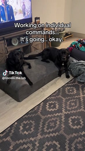 Identifying Our Two Black Labs Through Training