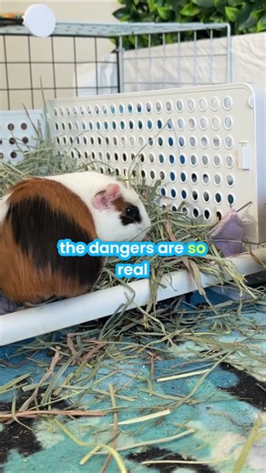Can Guinea Pigs Take Any Pet Medications? What You Need to Know