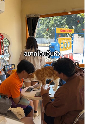แจกชนพี่ๆแก๊งนี้ไปเยอะมาก #คาเฟ่ขอนแก่น #คาเฟ่แมวขอนแก่น #แมว #cat #catsoftiktok