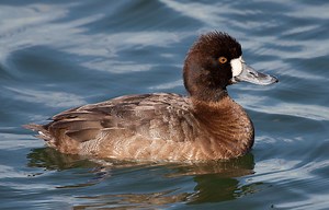 Birding Trip Report: Lesser Scaup at Blithfield Reservoir, Staffordshire 07/01/2019