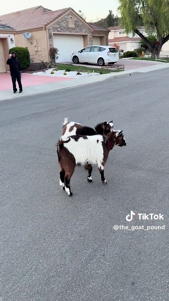 #DazDillinger #TheGoatPound #snoopgoatygoat #goatcontent #LedZeppelin @Snoop Dogg