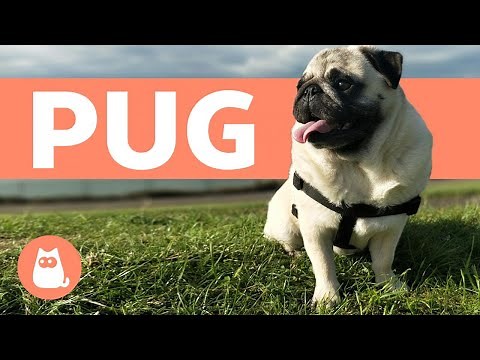 PUG: características, adestramento e cuidados obrigatórios