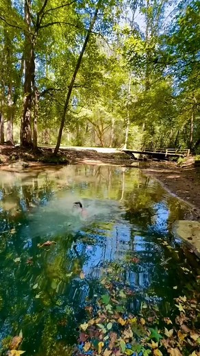 This is one of Georgia’s most unique swimming holes with some of the cleanest and coldest water. 🥶 📍Blue Hole, Crockford-Pigeon Mountain WMA Walker County, GA. #georgia #hiddengem #georgiahikers #georgiahikes #hikegeorgia #blueholegeorgia #walkercountyga #ellisonscave #fantasticpit #swimminghole #northgeorgiamountains #northwestgeorgia #georgiaspring #crockfordpigeonmountain #crockfordpigeonmountainwma #lostwall #optoutside🌲 #wandernorthga #peachstate #lafayettega | Ganza Media