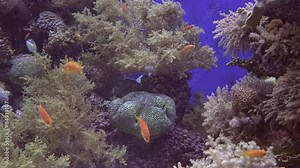 Coral World Underwater Observatory aquarium in Eilat Israel