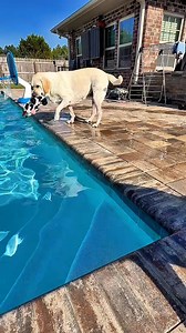 Step 1: Drop toy in pool… Step 2: Cannonball! #dog #funnydog | Buster's World