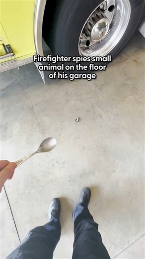 334K views · 2.7K reactions | A man finds a paralyzed hummingbird on his garage floor. #animalrescue #fyp | Joe Vicar Tv | Facebook