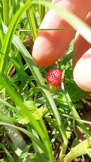 How to grow Wild Strawberry from seed — You won’t believe this! #strawberry #plants #nativeplants