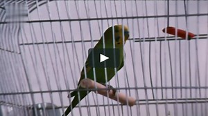 The Spots on My Leopard - South Africa, USA 1974 (3)