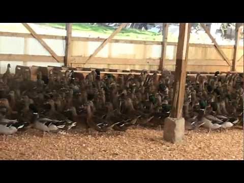 Buy Order Ducklings - Mallard Ducks - Metzer Farms