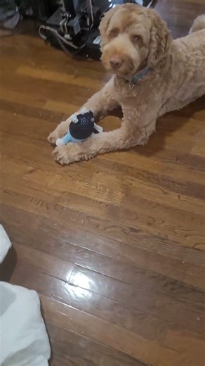 #labradoodles #buddy #puppy #buddythelab #liberator #passcode #music #anime #animemusic