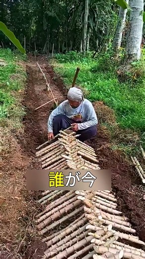 根じゃない！？キャッサバは葉で稼ぐ時代 #雑学
