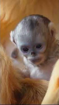Belgian zoo welcomes endangered golden snub-nose baby #animals #international #endangeredspecies