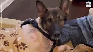 Police dog gets hero's welcome after getting shot twice during chase