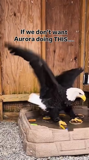 Christine's Critters Inc. on Instagram: "Winter Animal Care fun. Though Aurora does enjoy ice skating, chipping out her toys so she can play in the water is definitely preferred on a 40+ degree day in January! #christinescritters #eagle #aurora #winter #iceskate"
