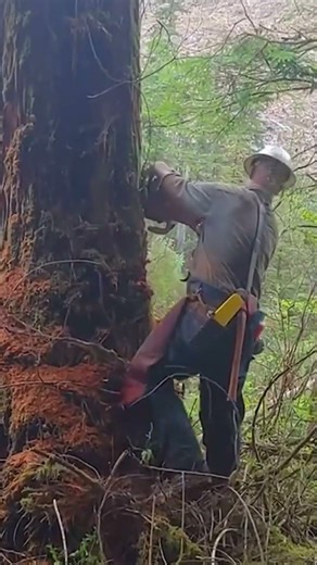 Cutting down a rotten 1000 year old pine tree #logging