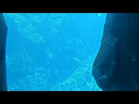 Georgia Aquarium - Beluga Web Cam