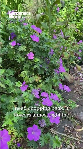Cutting back geraniums