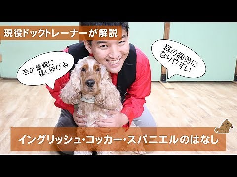 The Story of the Elegant English Cocker Spaniel: What kind of dog is it? How to care for it? What...