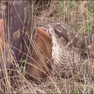 Oh my god!! Giant Python Eats Cow Alive.. | F E e l I n g s.