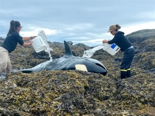 “The whale was crying…” 😢🐋 For six agonizing hours, strangers poured water over a stranded orca to keep it alive — and what happened next brought tears to everyone’s eyes. See the powerful rescue photos in the comments below 👇 | Know It All: About Everything
