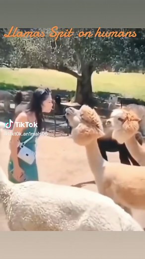 Llamas Spit: Unusual Animal Behavior Explained