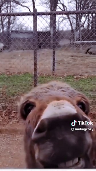 The Biggest Smile Ever 😂 #smile #laugh #laughter #funny #donkey #tiger #fun #wild #wildencounter #cozy #animals #animal