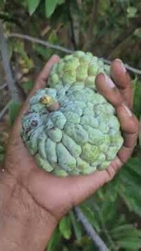 Harvesting Sugar Apples Before the Pests Do!