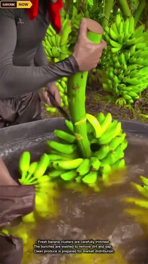 Post-Harvest Banana Cleaning and Processing for Fresh Market Distribution