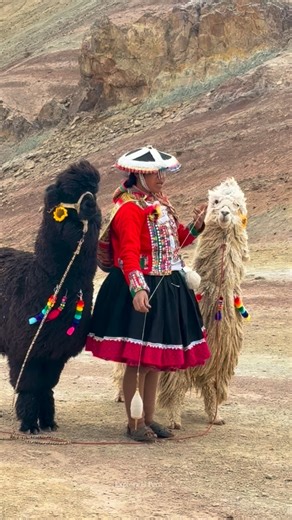 The Andean woman spins with a calm that only tradition can give. Her hands transform fiber into identity, in the same place where her grandmothers grew up and where she now keeps the culture alive. Surrounded by alpacas and mountains, her work becomes a quiet tribute to her people. 🧶🏔️✨ ———————————————————————————————————————————————————————————— La mujer andina hila con una calma que solo nace de la tradición. Sus manos transforman la fibra en identidad, en el mismo lugar donde crecieron sus 