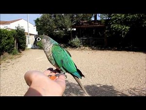 Free flight with my conures
