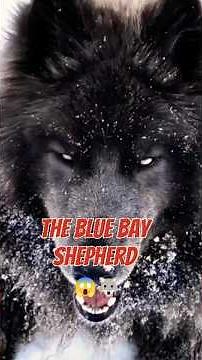 Meet the Blue Bay Shepherd 🐺🐕 | The Rare Wolf-Like Dog You’ve Never Heard Of! #dog #dogs #shorts