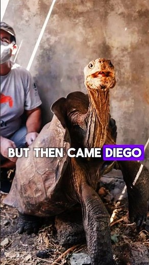 Diego the Tortoise: The Hero Who Saved His Species