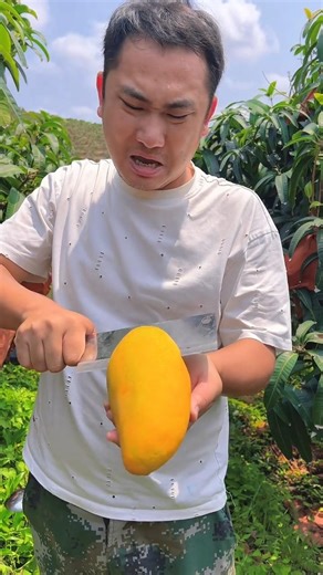 Mango 🥭 Farming #agriculture #asmr #farmlife #automobile #yummy #agro #garden #farming #fruit #me