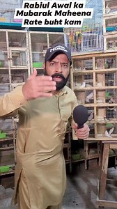 14K views · 401 reactions | Java breeding setup #viralreelsシ #viralreels #fypシviralシ2024 #reelsfbシ #foryoupagereels #trendingnow #fypviralシ #reelsfypシ #viralpost2024 #foryouシ | Khan Pets TV | Facebook