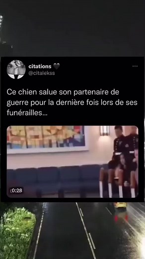 Dog Salutes War Partner at Emotional Funeral