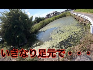 【水面爆発】この水草だらけの場所にフロッグを投げたら１投目から足元で・・・【巨大魚】