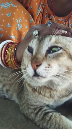 cute motu 🐈😻😍 #funnyanimal #suncats #funnycat #cute #cat #cuteanimal #love #cutecat ❤️🌹🤩🐈😻😺😺😺😺😺😺😺😽😽