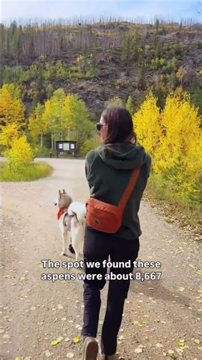 Im trying to find the best dog friendly spots in Colorado.