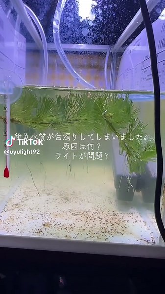ベタ稚魚の水槽が白濁した原因と対処法