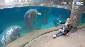 The Columbus Zoo and Aquarium's mission is to lead and inspire by connecting people and wildlife. During a Columbus Zoo visit, guests will experience the sights, sounds, and smells of the animals in our care, which may be overwhelming for some guests. The Columbus Zoo works with members of our community and organizations like KultureCity to ensure that guests can stay and enjoy their visit all day. KultureCity Sensory Kits with noise-canceling headphones, sunglasses, and fidget devices are avail