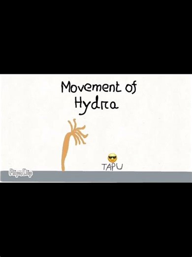 LOOPING movement of Hydra